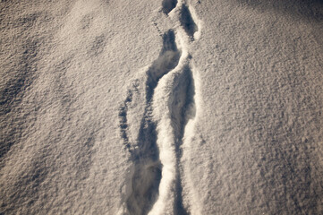 the winter season in nature