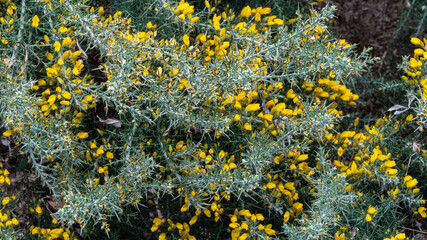 Yellow flowers Ulex europaeus, commonly known as Gorse, Furze or Whin in Arboretum Park "Southern Cultures". Flowering plant with spiky thorns. Close-up. Spring. Sirius (Adler) Sochi.