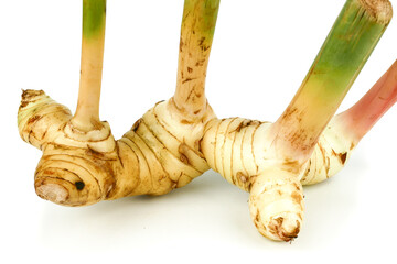 galangal rhizome or alpinia galanga isolated on white background, Ingredients of herbs for healing and healthy food or medical concept