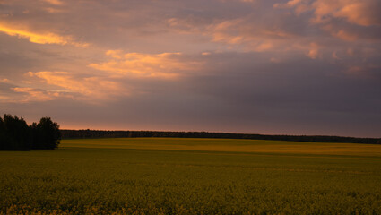 A field of yellow flowers in the orange rays of the setting sun