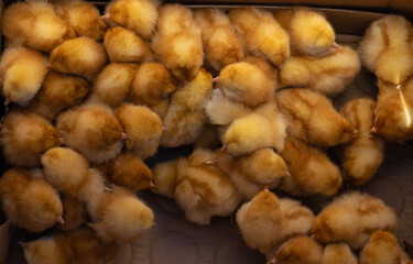 Group of little yellow baby chicks in a box