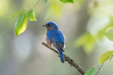 Male eastern bluebird in Michigan - USA