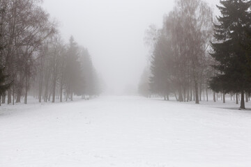 winter weather in the park or forest