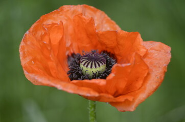 red poppy flower