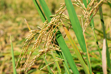 Yellow rice plant ready tagriculture, asia, boat, crop, culture, dry, environment, farm, field, food, harvest, harvesting, hill, hue, land, landscape, nature, outdoor, paddy, plant, rice, rico harvest