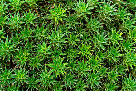 Abromeitiella lorentziana cactus close-up. Vegetable green background.