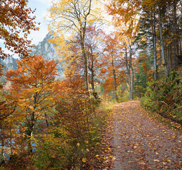 hiking way in colorful autumnal forest, along lake Laudachsee Grunberg mountain, austria