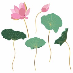 Set of hand drawn lotus flowers and leaves. Sketch floral botany collection in graphic colored golden style Bloomed, buds and leaves. 