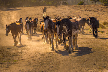 Clydesdale horses on the range