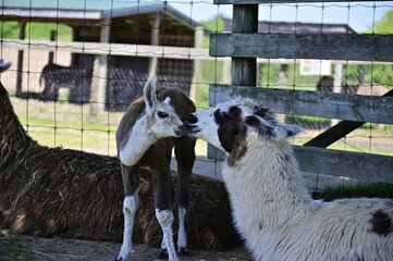 Two llamas kissing. Cute little alpaca (lama animal, llama) baby in farm. Funny animal portrait. Close up tender young alpaca from llama farm or zoo.