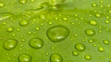 water drops on green leaf