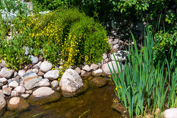 Fototapeta na wymiar Jackman Potentilla Alongside Stream in Yampa River Botanical Garden