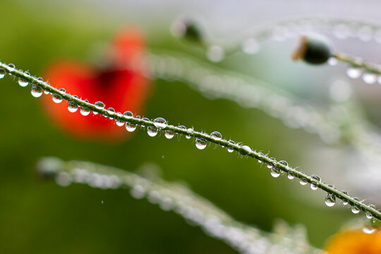 dew drops on a plant