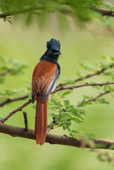 African Paradise-flycatcher - Terpsiphone viridis, beautiful long tailed perching bird from African woodlands, forests and bushes, lake Langano, Ethiopia.