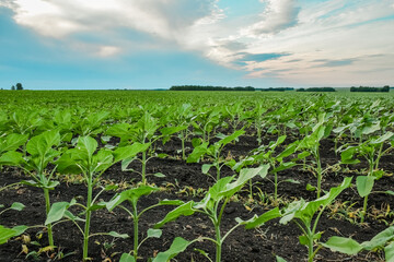 Fototapeta na wymiar corn field in the morning
