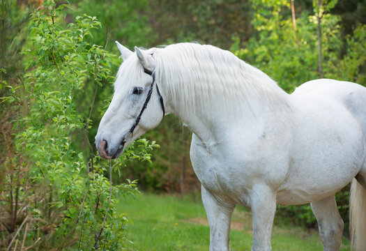 portrait of white Percheron Draft Horse in  forest