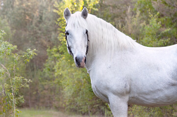 Naklejka na ściany i meble portrait of white Percheron Draft Horse posing in forest