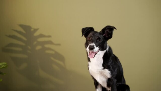 the Border Collie close-up. dog indoors. happy pet against the background of wall 