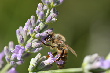 abeille butinant