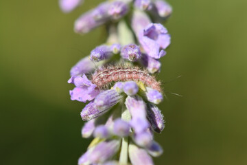 chenille d'aporophyla nigra