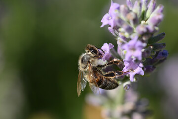 abeille butinant