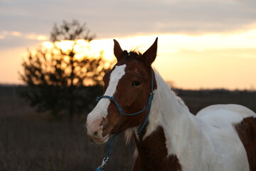 Naklejka premium Portrait of pinto horse in the field at sunset