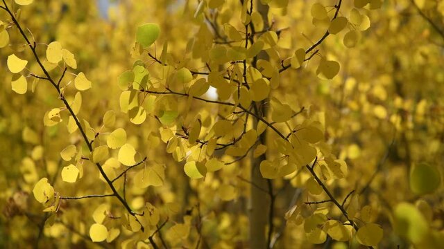 Autumn Aspen Grove - A 4K video of light winds stirring up golden aspen branches in a dense grove on a sunny autumn afternoon. Colorado, USA.