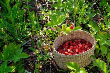 Wicker basket with wild strawberries on a forest glade on a sunny morning in Ukraine.