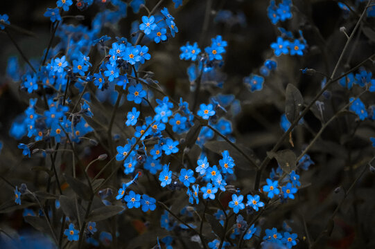 Blue Flowers