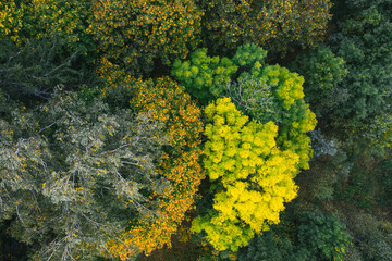 Aerial view of autumn maple trees with yellow and green leaves, top view. Fall, autumn nature, aerial forest landscape