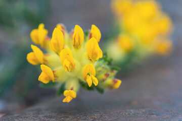 Anthyllis vulneraria by a railway rail at Skreia Station, Toten, Norway.