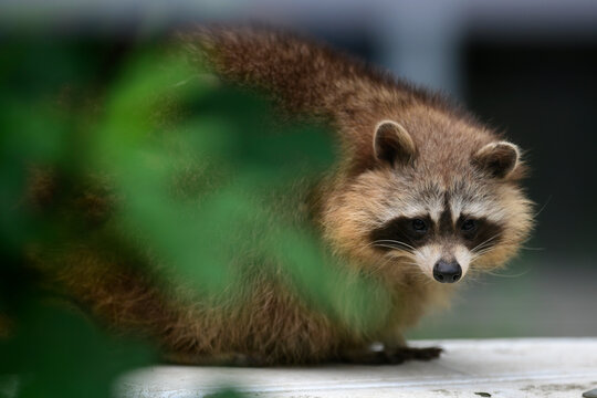 Raccoon // Waschb&auml;r (Procyon lotor)