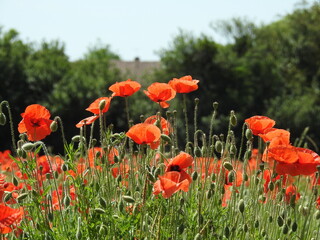 field of red poppies