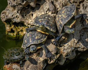 Obraz premium Turtle pond