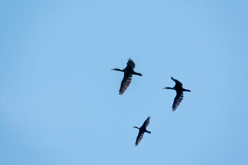 Three Black Cormorants flying in blue sky. The great cormorant, Phalacrocorax carbo