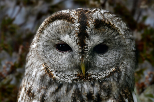 Tawny owl // Waldkauz (Strix aluco)