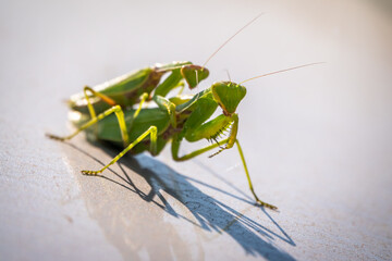 Mating of a pair of praying mantises. Close up of pair of European mantis or Praying mantis copulating in nature.