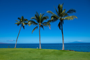Tropical sea beach with sand, ocean, palm leaves, palm trees and blue sky. Summer beach background.