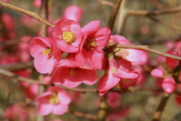 	
Fleurs de Chaenomeles	
