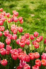 Fototapeta premium Red beautiful tulips field in spring time with sun rays