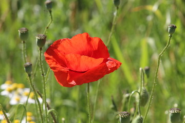 Obraz premium wild poppies