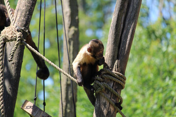 Adorable ape on the trees with knotted ropes