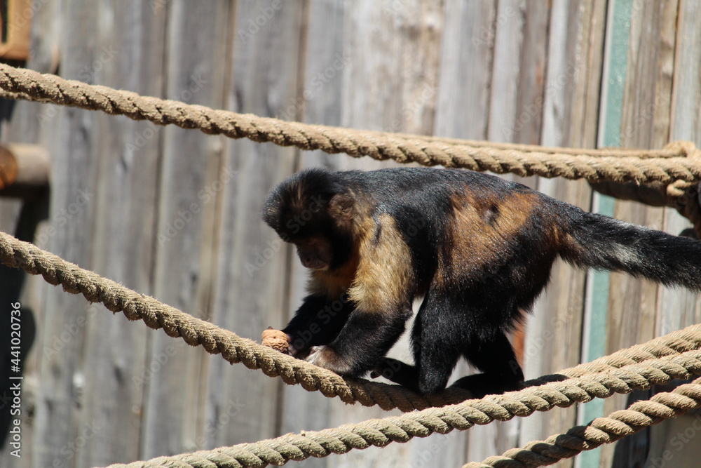 Sticker Furry monkey crawling on the ropes