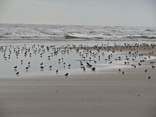 Passarinhos da praia