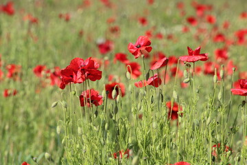 field of red poppies