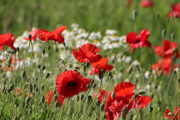 Obraz premium field of red poppies