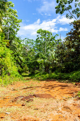 Lush tropical vegetation with endemic palm trees at Glacis Noire nature trail leading to the highest peak of Praslin Island - Mont Azore. Seychelles.
