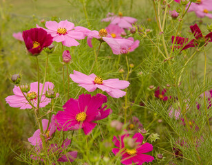 Obraz na płótnie Canvas Blooming daisies in the garden. Closeup view of Cosmos bipinnatus plant, also known as Mexican Aster, flowers of pink, fuchsia and magenta color petals, blossoming in the park.