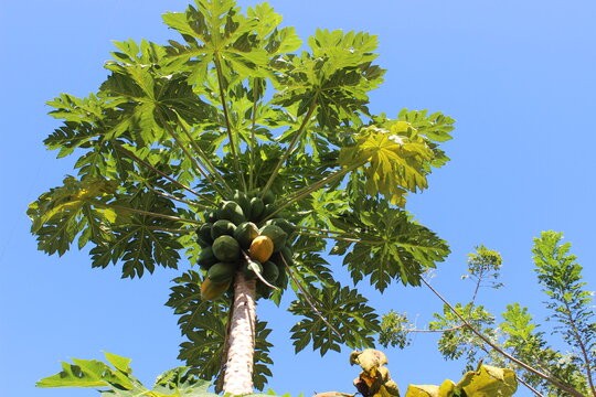 Fruitful Papaya Tree in a sunny day!