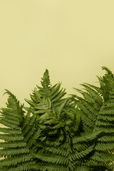 Fern leaves on a green background. Copy space